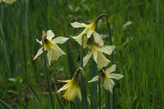 Narcissus pseudonarcissus lobularisWilde narcis bestellen